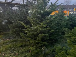 Weihnachtsbaumverkauf